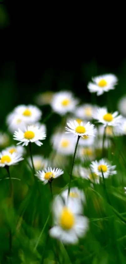 A field of daisies with green grass, perfect for nature-inspired phone backgrounds.