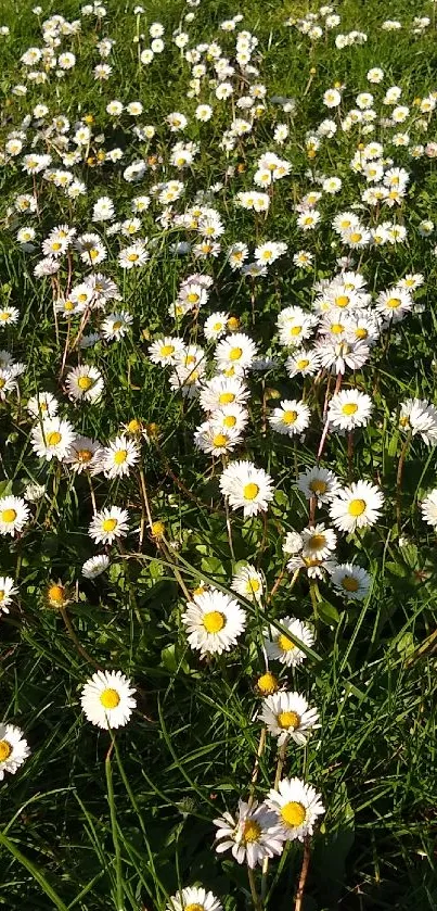 A peaceful field of daisies under the sun, with vibrant green grass.