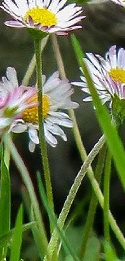 Close-up of daisies in a green field, perfect for a nature-themed mobile wallpaper.