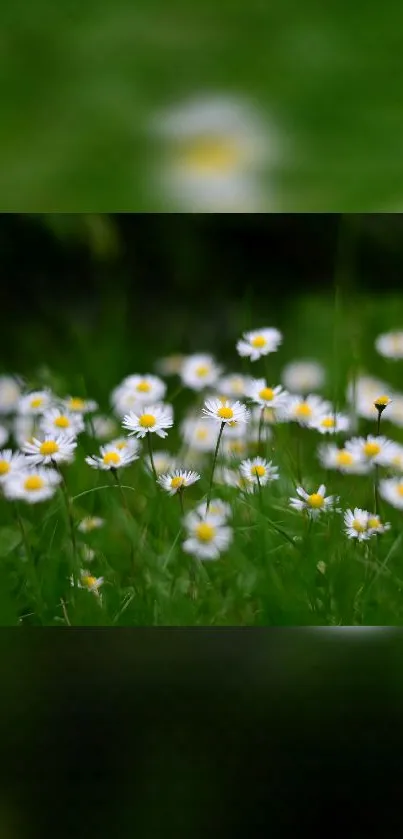 A serene field of white daisies with a vibrant green backdrop.