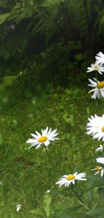 Daisy flowers in a lush green field wallpaper.