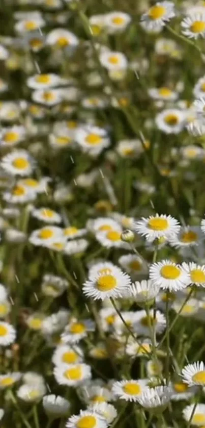 Daisy field in bloom with green backdrop.