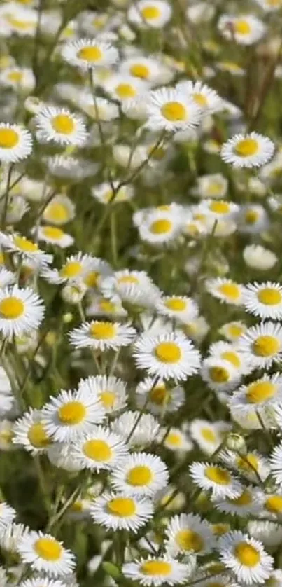 Field of white and yellow daisies on a lush green background.