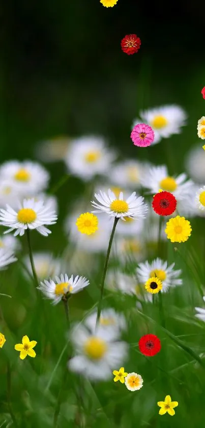 Beautiful daisy field in green setting, perfect for phone wallpaper.