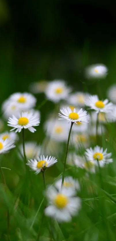 A serene daisy field with vibrant green grass and white flowers, perfect for mobile wallpaper.