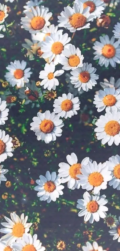 Mobile wallpaper showing a field of daisies with white petals and golden centers.