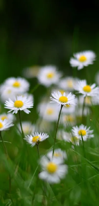 Serene mobile wallpaper with daisies in a lush green field.