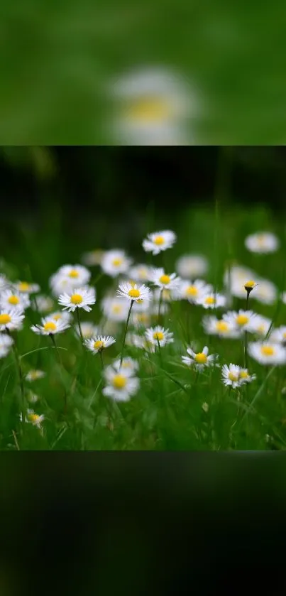 Serene daisy field with lush green grass, perfect for phone wallpaper.