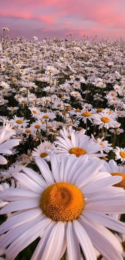 Mobile wallpaper of a daisy field at a pink sunrise.