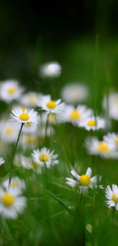 Mobile wallpaper featuring a field of blooming daisies.