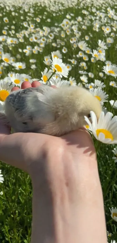 Hand holding a chick surrounded by daisy flowers in a green field.