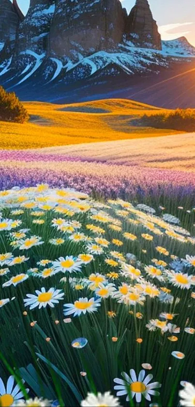 Daisy field with mountains and sunset in the background.