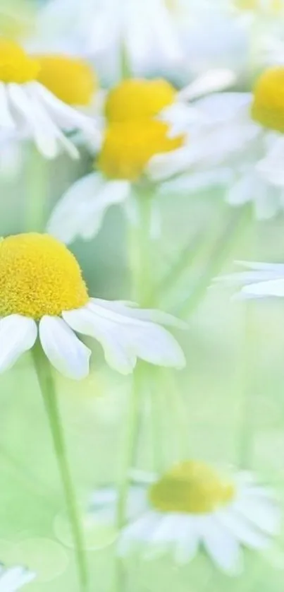 Mobile wallpaper of daisies with white petals and yellow centers on a light green background.