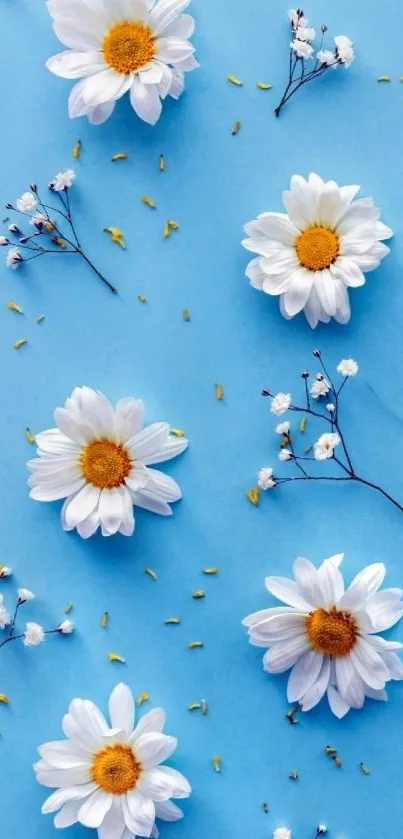 Blue wallpaper with white daisies and sprigs of greenery.