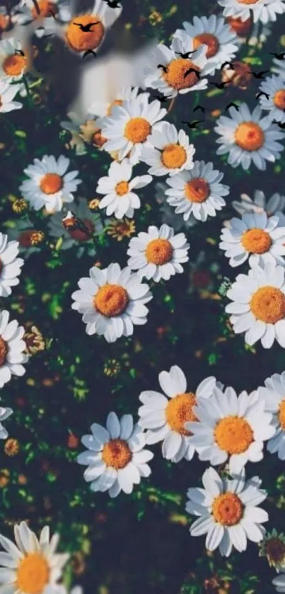 Vibrant wallpaper with blooming white daisies against a lush dark green backdrop.