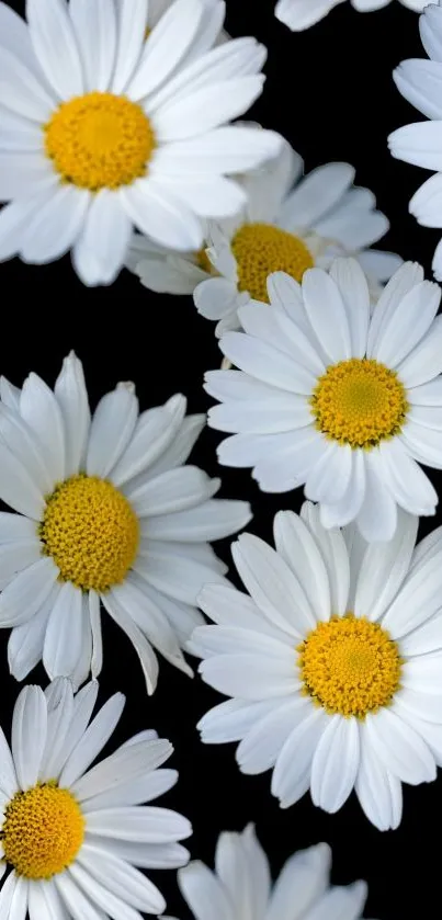 Daisy flowers with white petals and yellow centers on a black background.