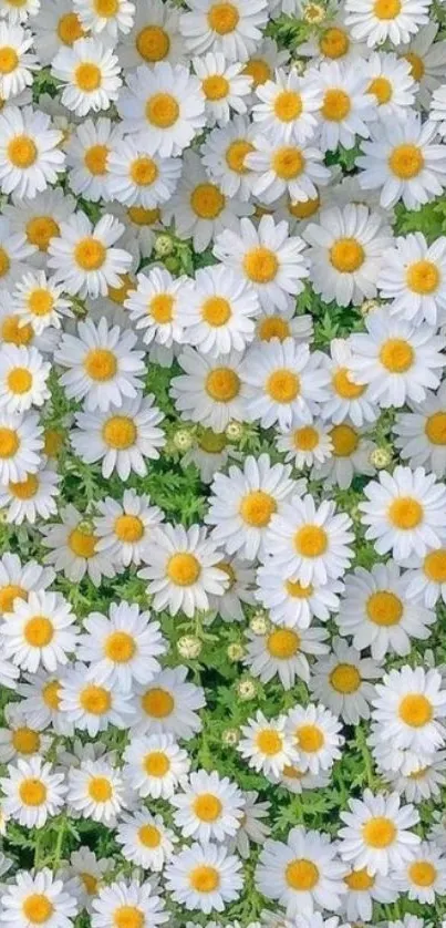 White daisies with yellow centers and green leaves wallpaper.