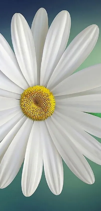 White daisy flower on blue-green background wallpaper.