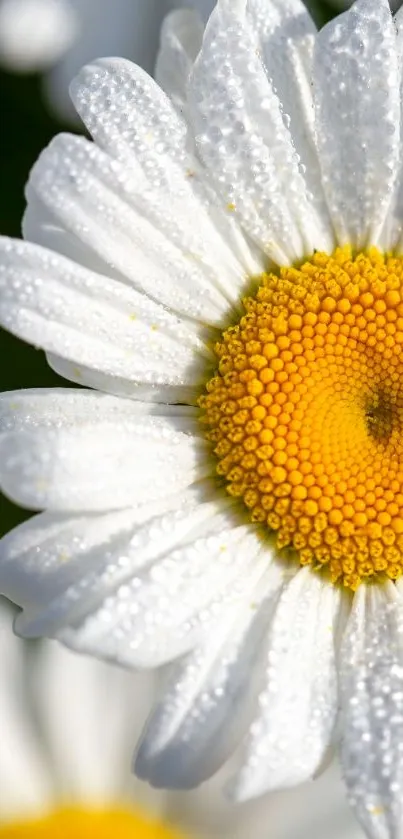 Close-up of dew-covered daisy flowers on a mobile wallpaper.