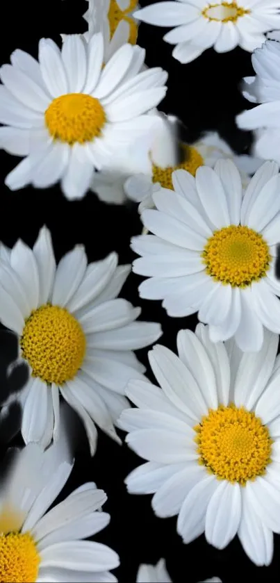 Elegant daisy flowers with white petals on a black background.