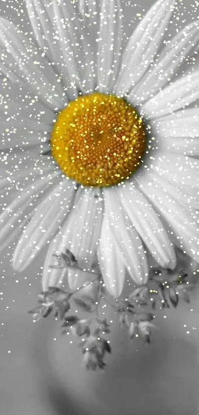 Yellow-centered daisy on gray background wallpaper.