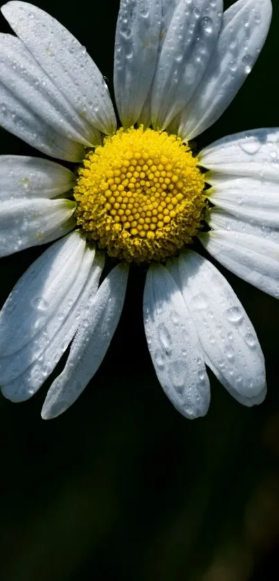 Close-up of a daisy flower with white petals and yellow center on a dark background.