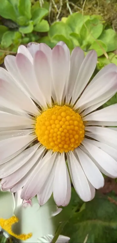 Close-up of a vibrant daisy with green leaves background.