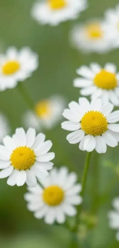 Close-up of daisies with white petals on a blurred green background.