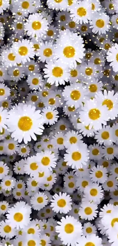 Mobile wallpaper with vibrant white daisies and yellow centers.