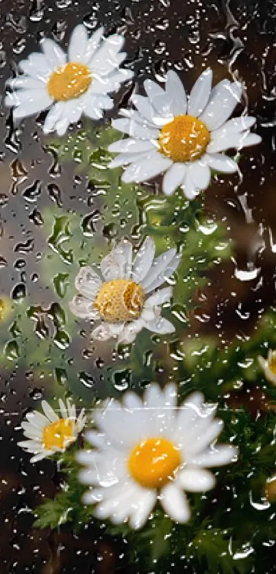 Daisy flower with dark brown background on smartphone wallpaper.