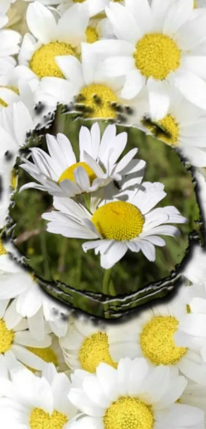 Beautiful wallpaper featuring daisies with white petals and yellow centers.