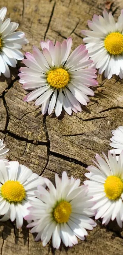 Daisy flowers arranged on a rustic wooden background, perfect for mobile wallpaper.