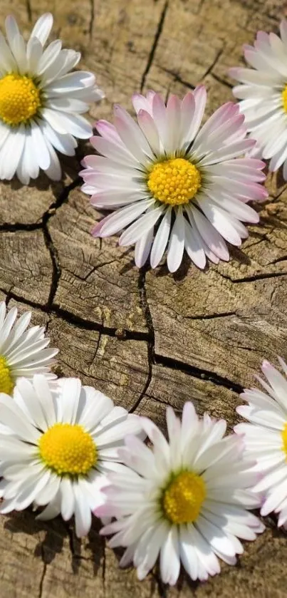 Daisy flowers on rustic wood background wallpaper.