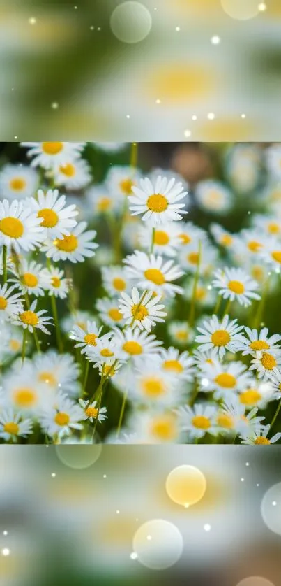 Daisy flowers with yellow centers in a soft bokeh effect.