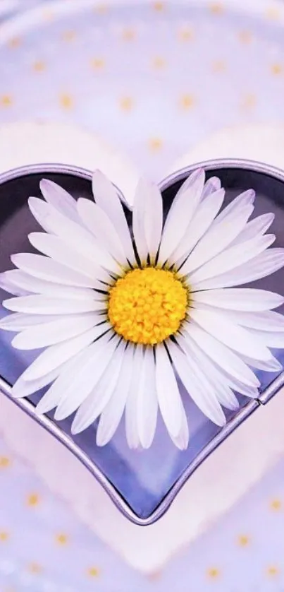 Daisy flower in heart-shaped mold with lavender background.