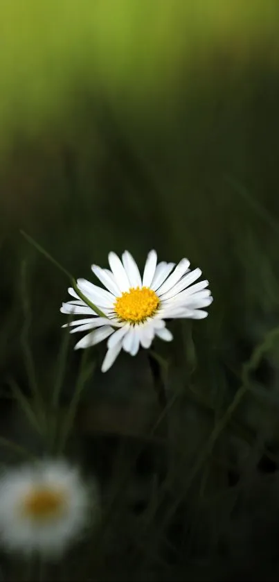 Focused daisy with a soft green background.