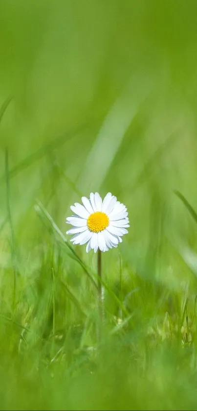 Single daisy in lush green grass mobile wallpaper.