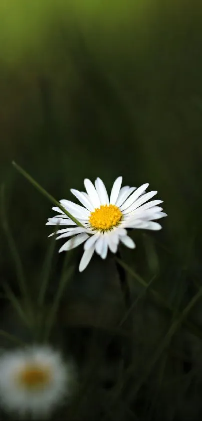 Single daisy with dark green background wallpaper.