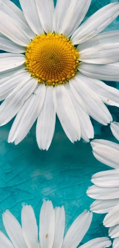 Daisy flowers on textured turquoise background wallpaper.