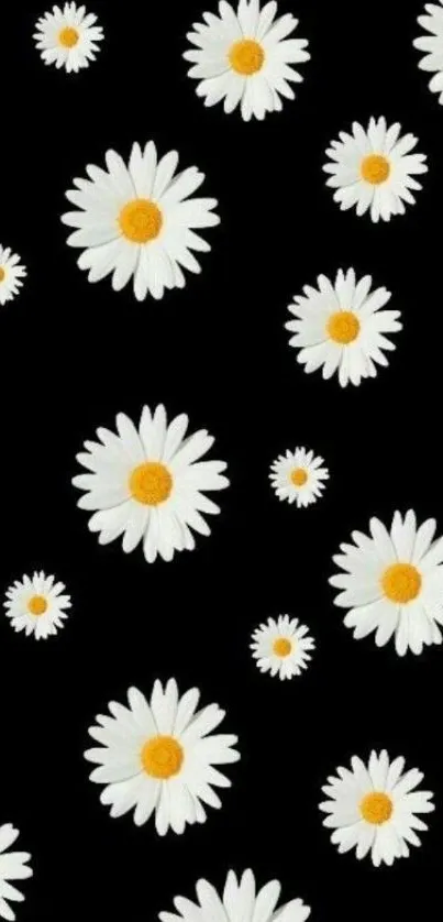 Stylish mobile wallpaper with white daisies on black background.