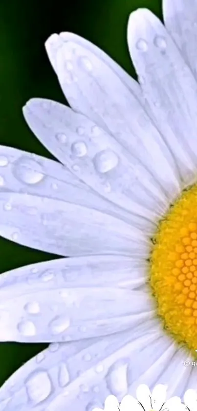 Close-up of a daisy with dew on petals against a green background.