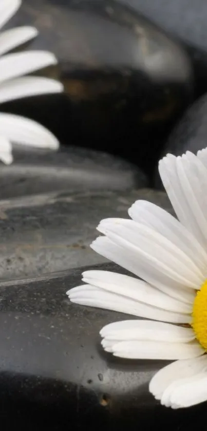 Mobile wallpaper with white daisies on black pebbles.