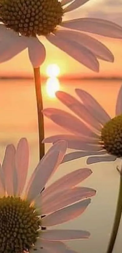 Daisies in front of a beautiful sunset reflection over water