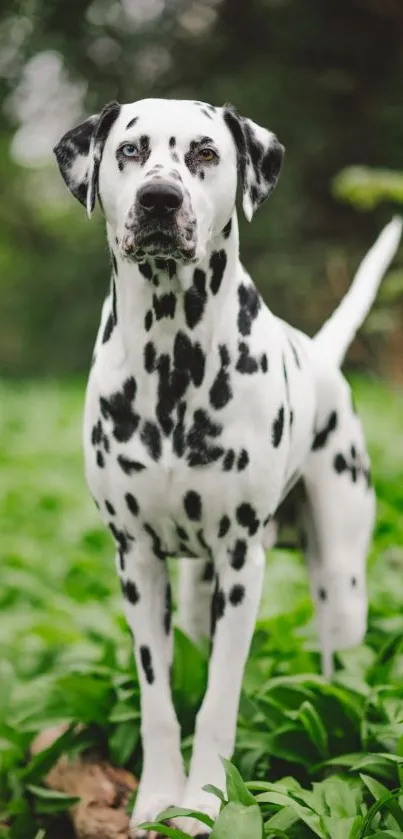 Dalmatian dog standing in vibrant green forest.