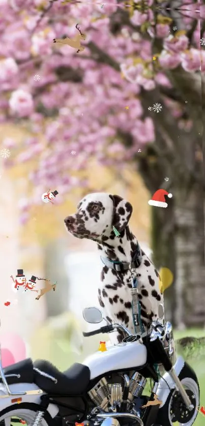 Dalmatian dog sitting on a motorbike under cherry blossoms with seasonal decor.