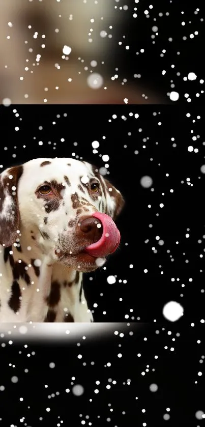 Dalmatian with snow effect background, tongue out.