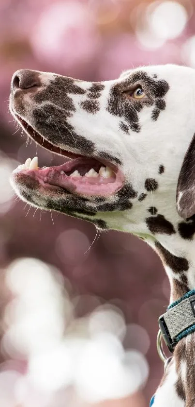 Dalmatian enjoying a sunny day with pink flowers in the background.