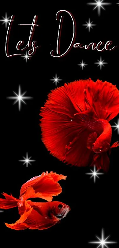 Red betta fish dancing with stars on a black background.