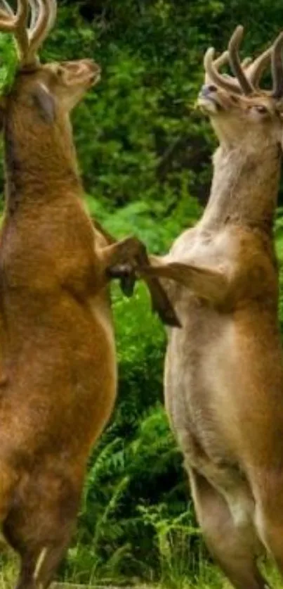 Two deer dancing playfully in a lush, green forest setting.