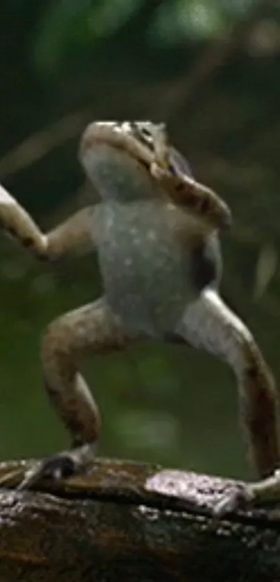 Playful dancing frog on a log in a green forest setting.